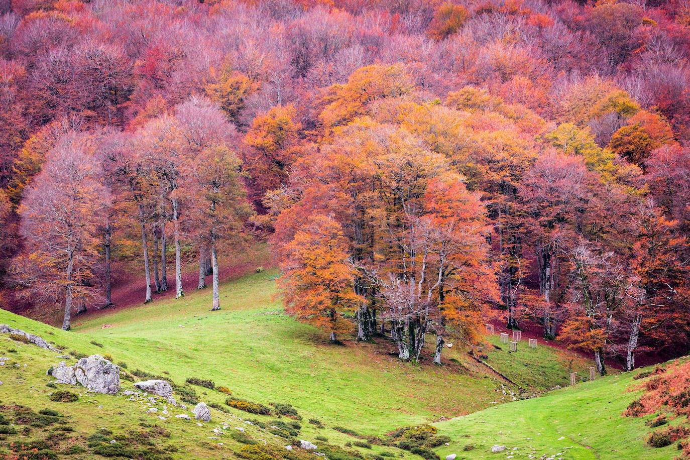 La Selva de Irati (Navarra)