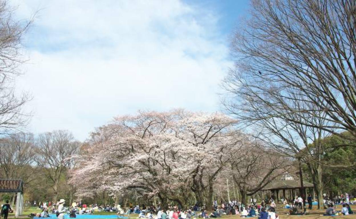 Una imagen del parque Yoyogi, en Tokio. 