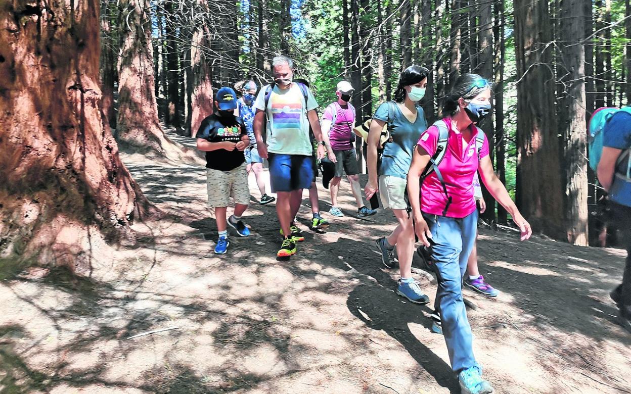 La guía turística encabeza la ruta por el bosque de las secuoyas con su grupo de visitantes. 