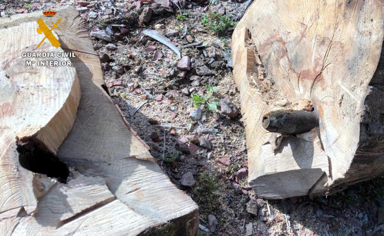 Destruido un proyectil de la Guerra Civil que se encontraba en el interior de un árbol en Buelna