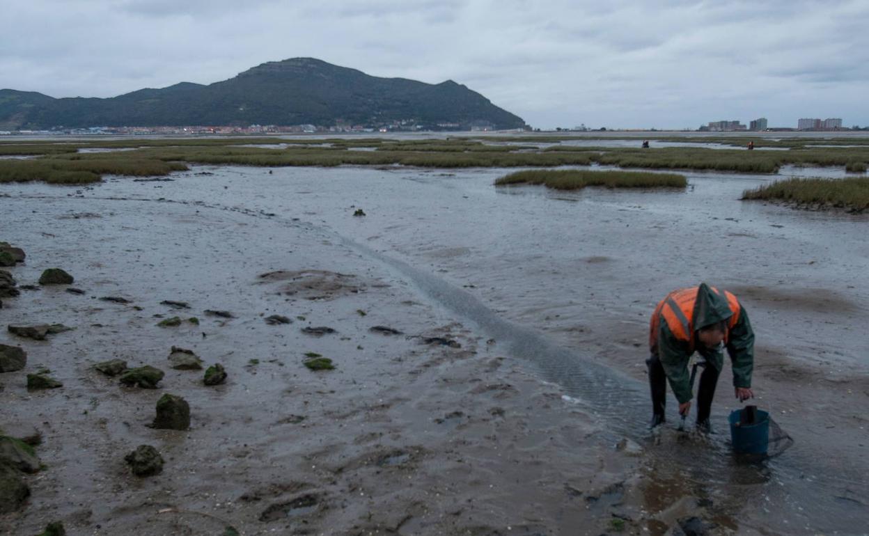 Mariscador pescando almejas en la Ría de Argoños.