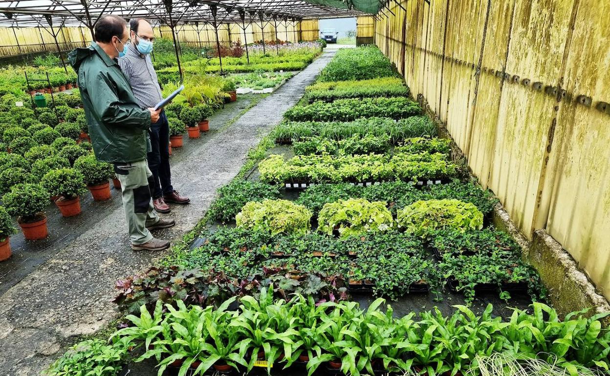 Torrelavega instala frente al Concha Espina un jardín vertical con 1.149 plantas