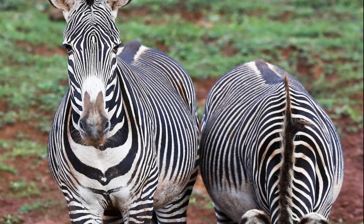 Dos ejemplares de cebras Grevy en el Parque de la Naturaleza.