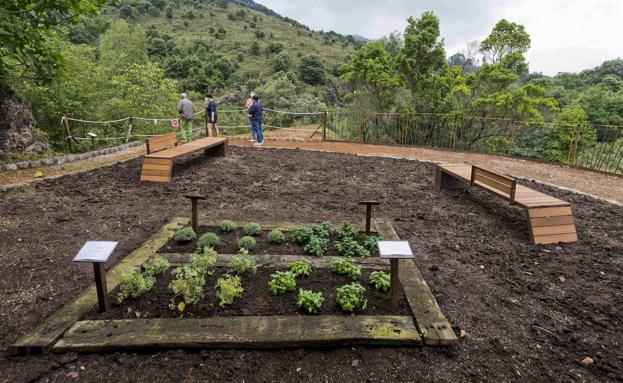 Las plantas aromáticas decoran el mirador de los elefantes.