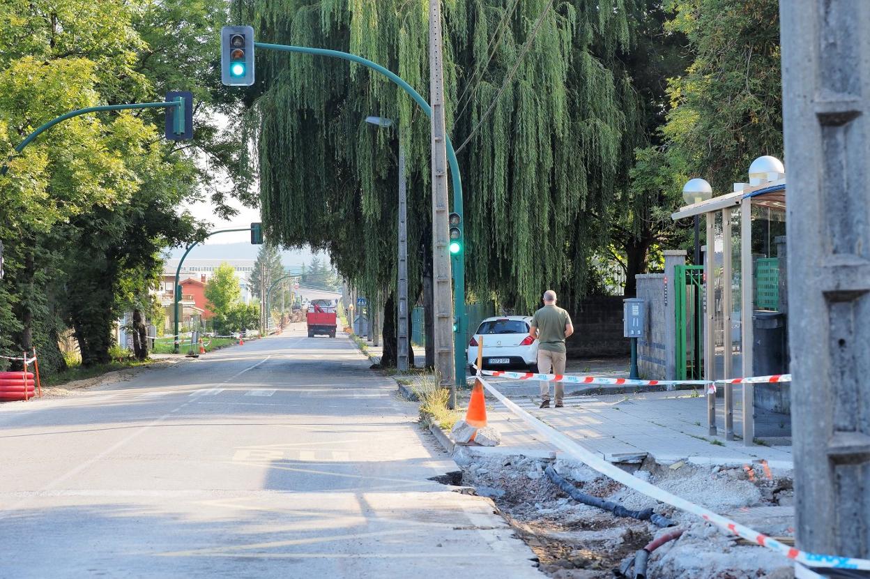 Los árboles están situados en ambos lados de la Avenida Fernández Vallejo. 