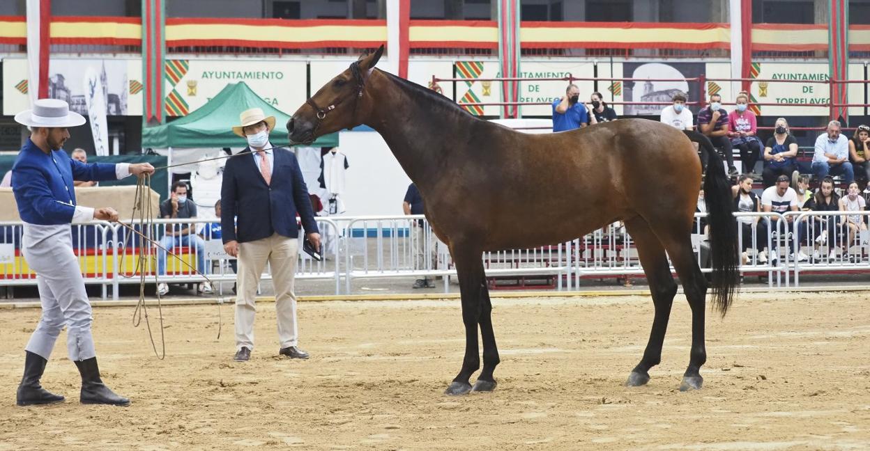 Una yegua de cuatro años es examinada por el juez en la pista durante la jornada de ayer. 