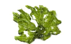 Lechuga de mar 