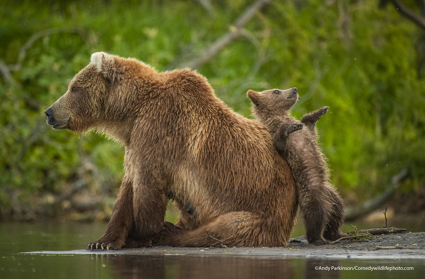 Fotos: Las imágenes más divertidas del mundo animal, fotografías finalistas al premio Comedy Wildlife de 2021