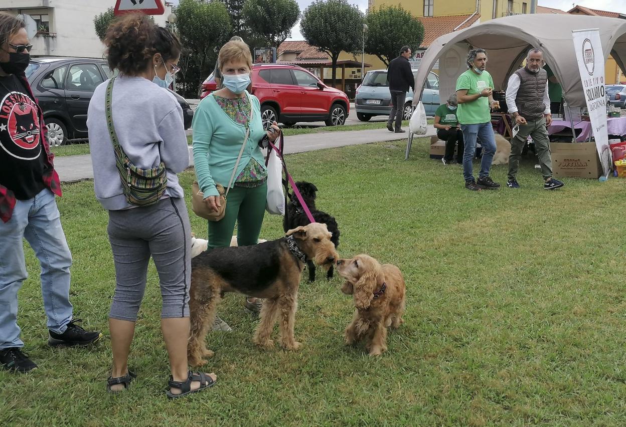 El parque de La Cantábrica acogió ayer una nueva edición de la Feria Canina y Felina de El Astillero. 