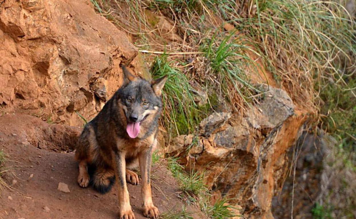 Desde mañana estará prohibido cazar lobos en España | El Diario Montañés