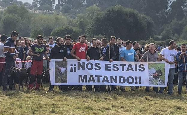 Los ganaderos cántabros se manifestarán ante Pedro Sánchez contra la prohibición de cazar el lobo