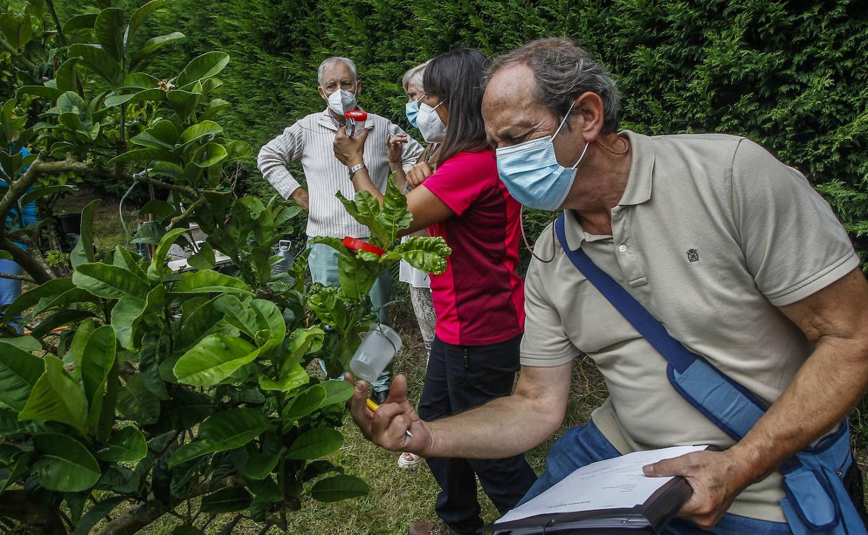 Técnicos de la Consejería de Medio Rural realizan una suelta de parásitos en los limoneros de una finca de Rumoroso (Polanco). 