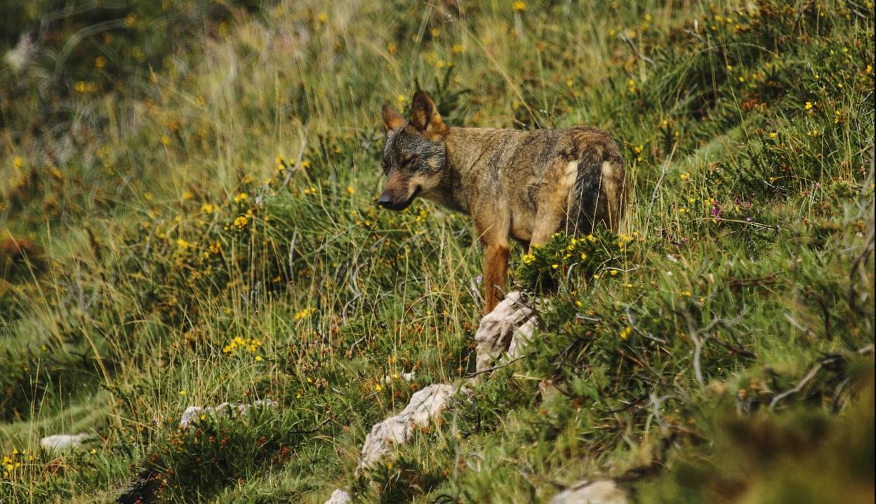 La inclusión del lobo en el Listado de Especies Silvestres en Régimen de Protección Especial (Lespre) prohibe su caza desde el pasado miércoles. 