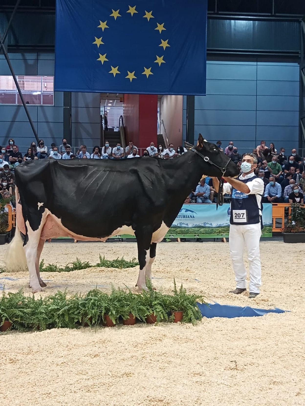 Llinde Ariel Jordan, de SAT Ceceño (El Tejo, Valdáliga), se proclamó ayer en Gijón 'Gran Campeona Nacional' y repite el título de 2019, último concurso de esta categoría celebrado en España. 