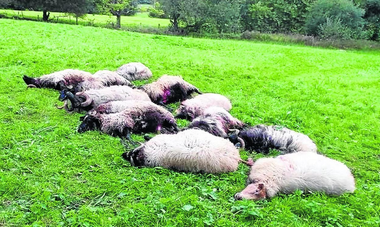 Dos lobos matan doce ovejas en Cos «a treinta metros de las viviendas» | El  Diario Montañés