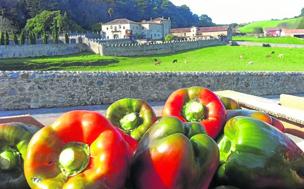 Tomates y pimientos