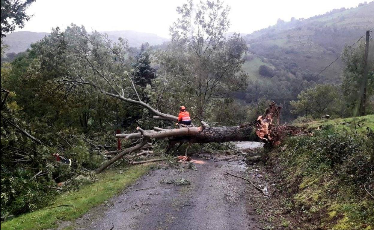 Los bomberos están retirando árboles que anoche derribó el viento.