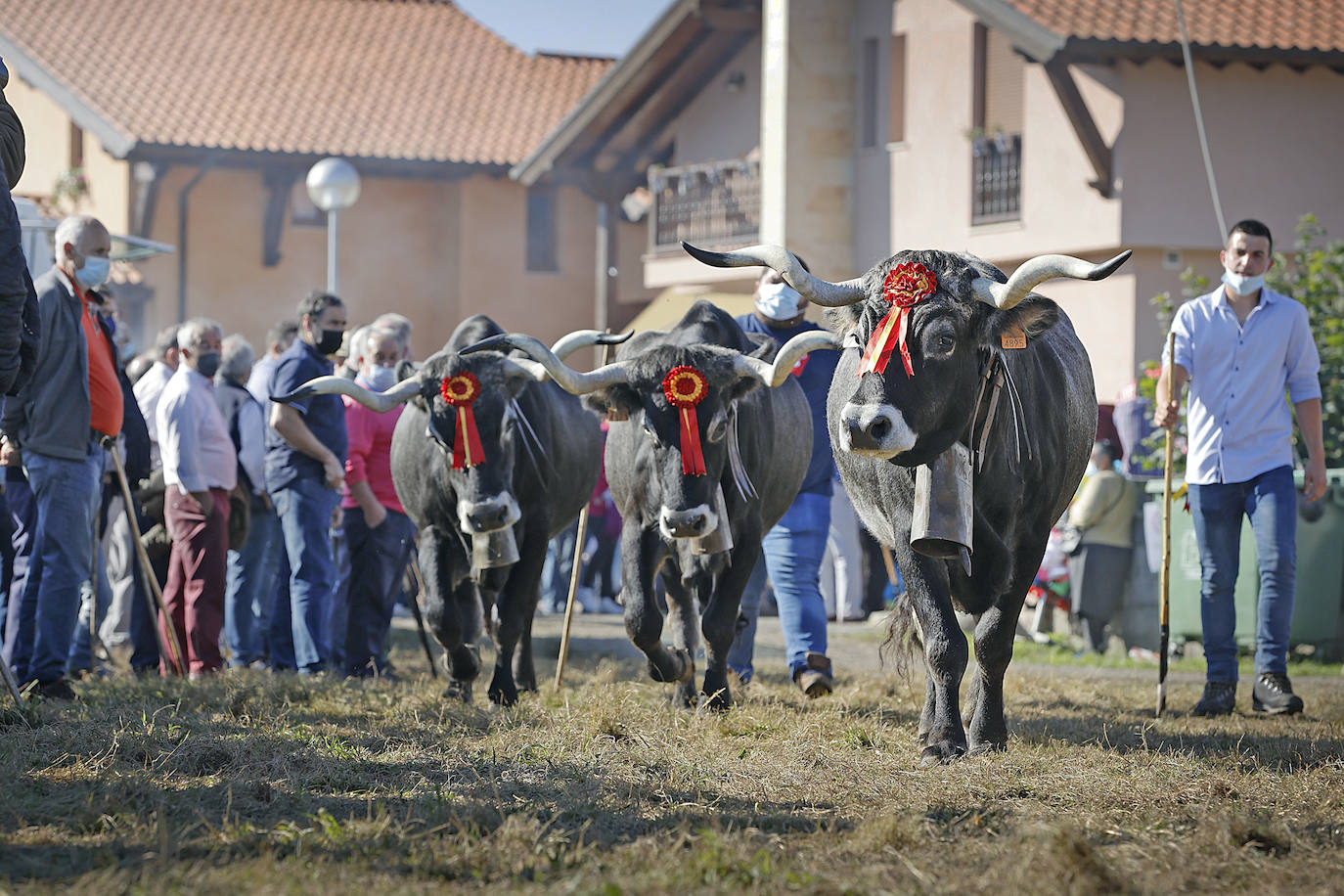 Fotos: Pasión tudanca en Cabezón de la Sal