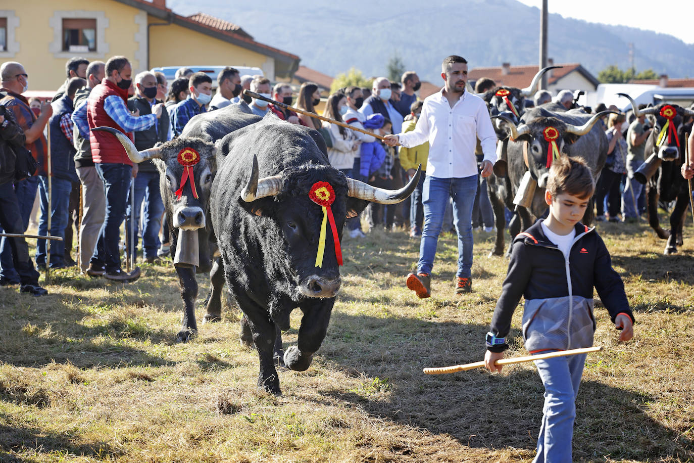 Fotos: Pasión tudanca en Cabezón de la Sal