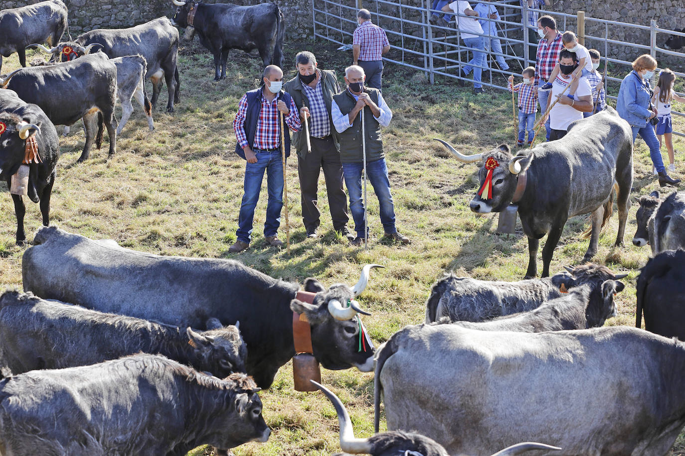 Fotos: Pasión tudanca en Cabezón de la Sal