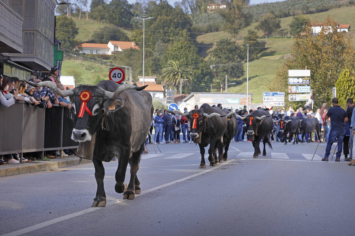 Fotos: Pasión tudanca en Cabezón de la Sal