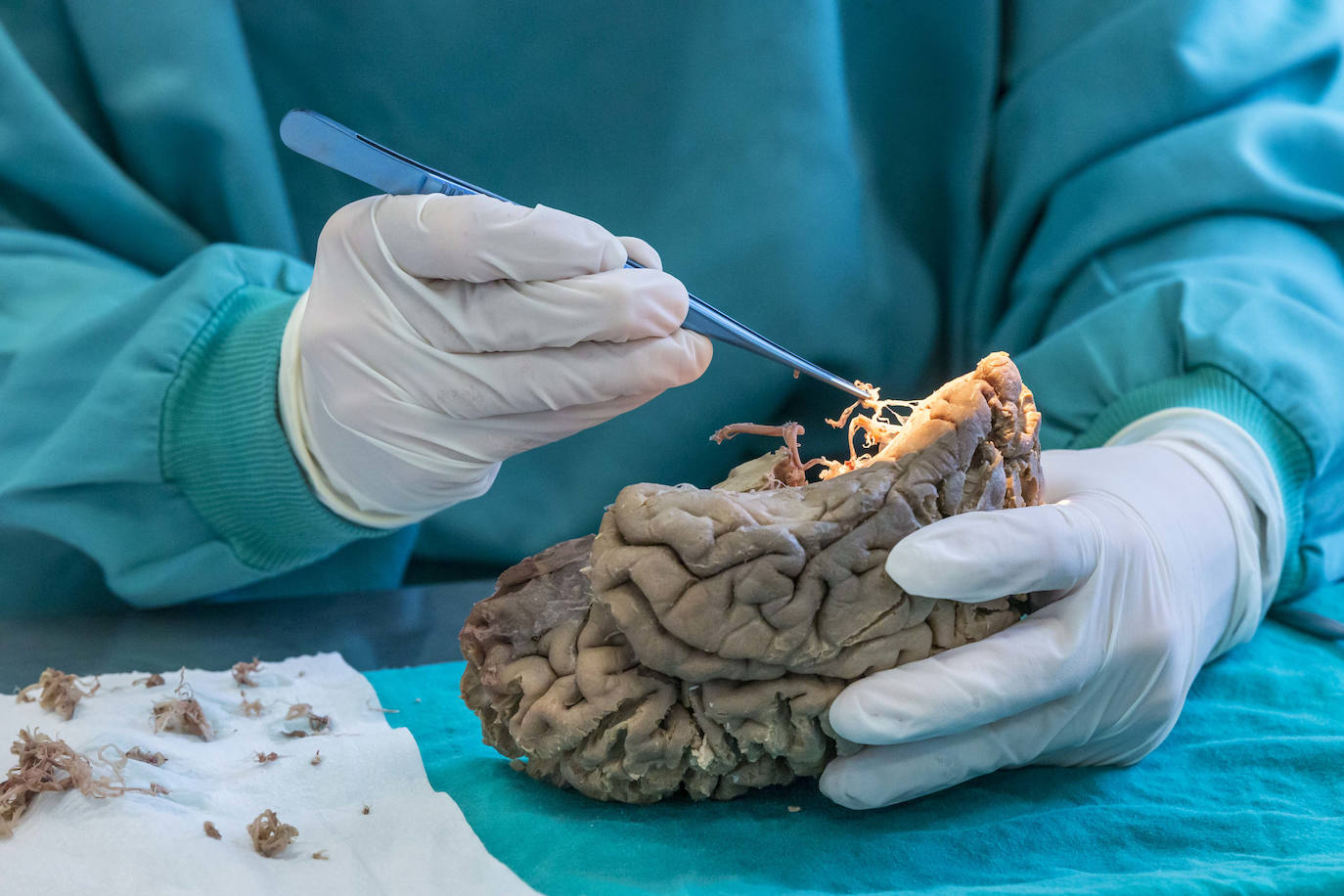 Fotos: Un curso de neurocirujía, único en el mundo, en la Facultad de medicina de Cantabria