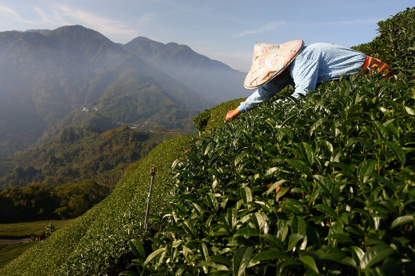 Un trabajador recolecta hojas de té en una plantación en Jiayi, Taiwán, el 7 de mayo de 2021. Se paga al personal en función del peso del té que recolectan; sin embargo, la sequía ha provocado una disminución en el crecimiento que afecta la cantidad de dinero que pueden ganar por cosecha.