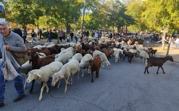 Las ovejas merinas, en el inicio del desfile