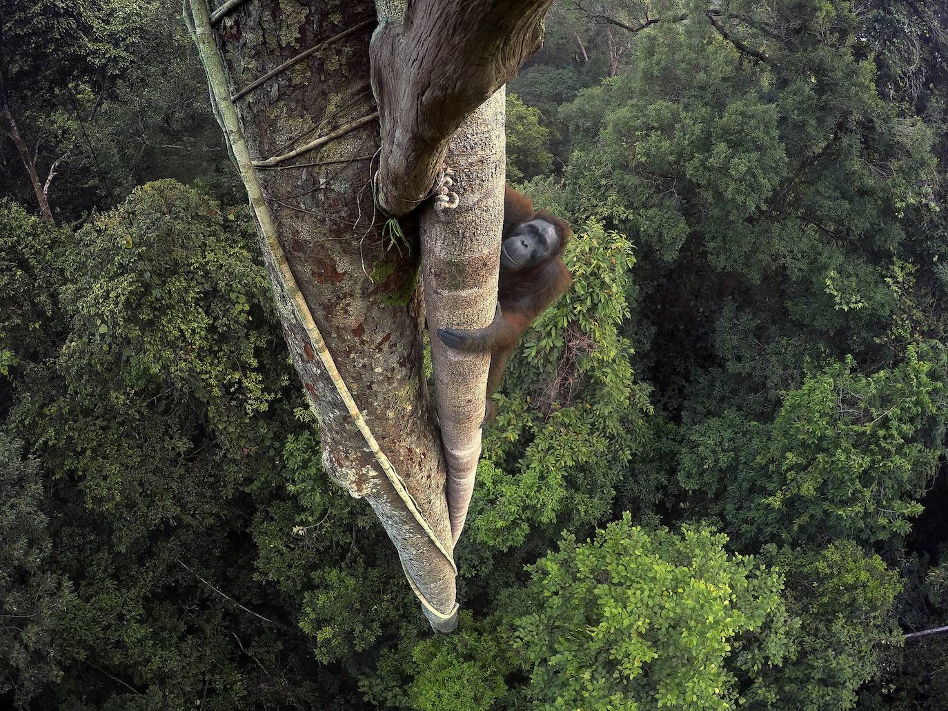 La Fundación la Caixa reúne en el espacio santanderino medio centenar de imágenes de National Geographic sobre los ecosistemas más ricos de la Tierra