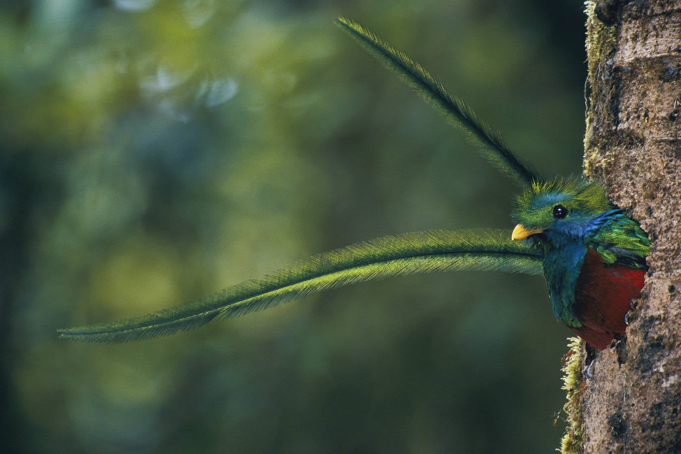 La Fundación la Caixa reúne en el espacio santanderino medio centenar de imágenes de National Geographic sobre los ecosistemas más ricos de la Tierra