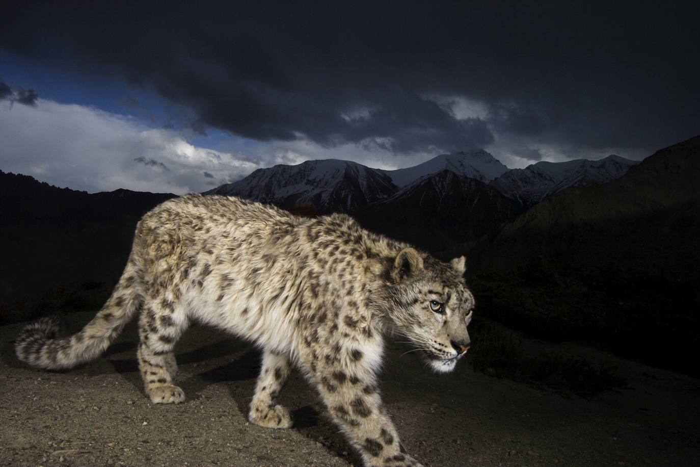 La Fundación la Caixa reúne en el espacio santanderino medio centenar de imágenes de National Geographic sobre los ecosistemas más ricos de la Tierra