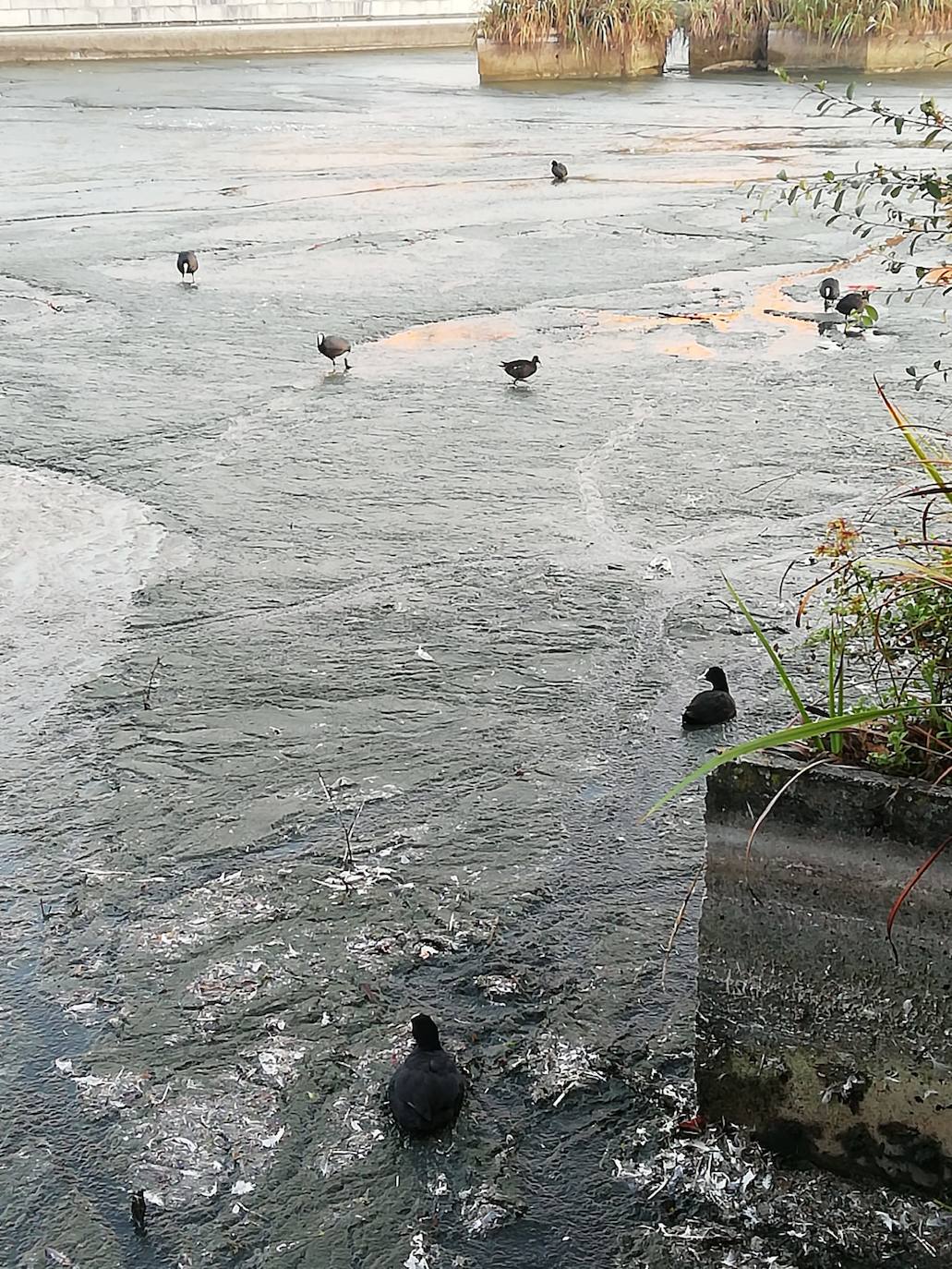 Los vecinos de Santander se han encontrado el lago artificial seco y a los patos caminando por la superficie sin agua. El Ayuntamiento aclara que se trata de una limpieza a fondo necesaria cada dos años