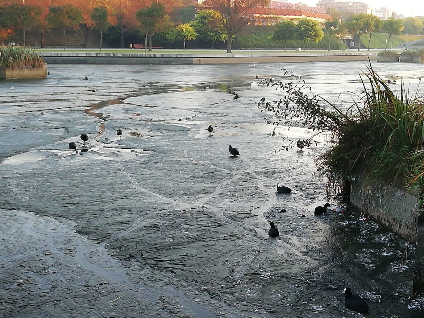 Los vecinos de Santander se han encontrado el lago artificial seco y a los patos caminando por la superficie sin agua. El Ayuntamiento aclara que se trata de una limpieza a fondo necesaria cada dos años