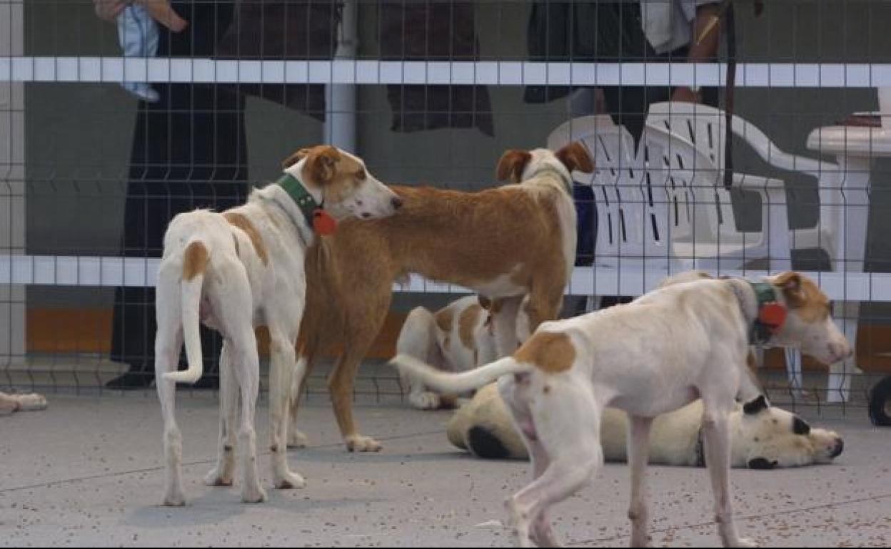 Ûna rehala de perros en una exposición de caza.