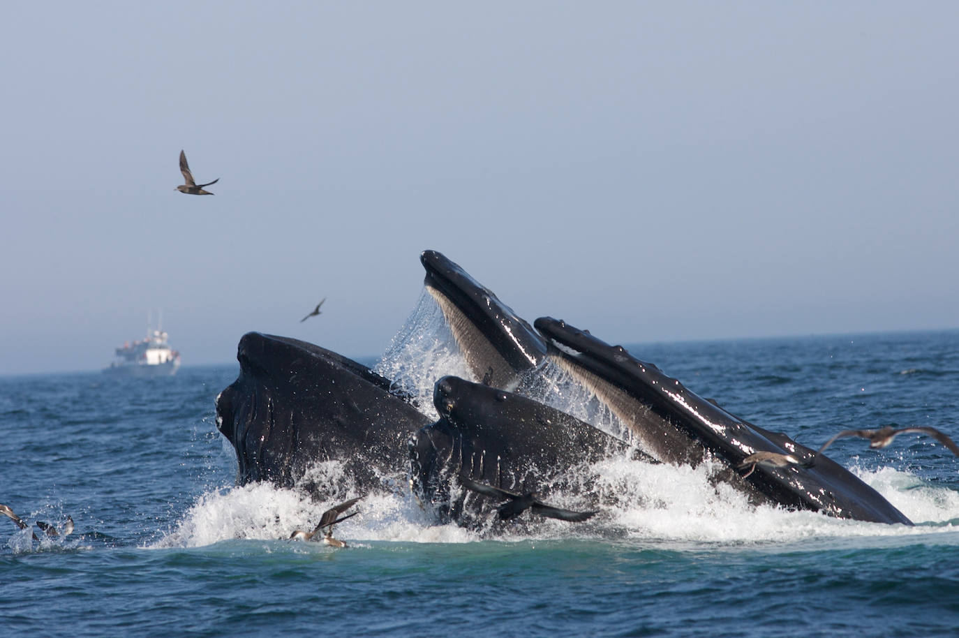 Una yubarta se alimenta en el Santuario Marino Nacional Stellwagen Bank, en la bahía de Massachusetts (EE UU)