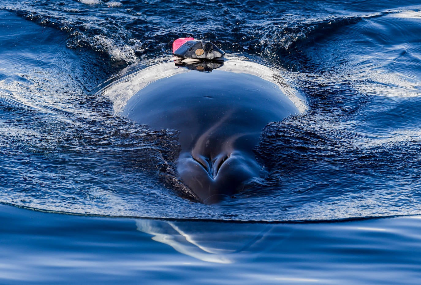 Una ballena Minke con el dispositivo de seguimiento, en el océano Antártico en 2019.