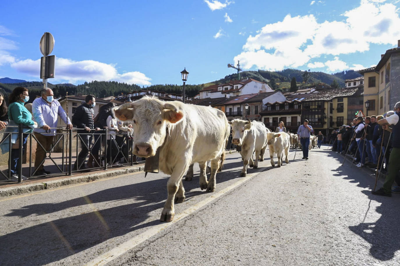 Fotos: Las mejores imágenes de la feria ganadera de Los Santos en Potes