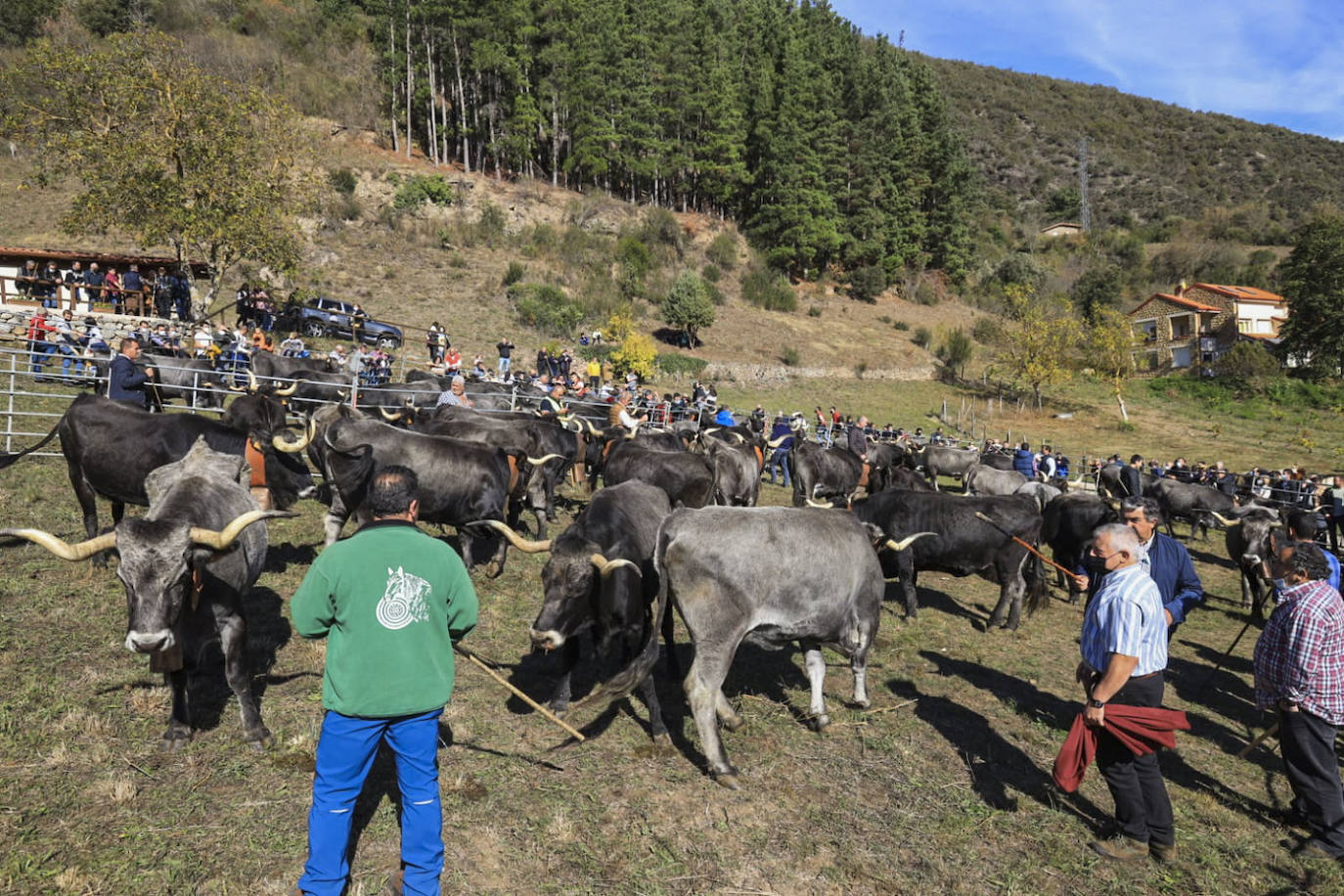 Fotos: Las mejores imágenes de la feria ganadera de Los Santos en Potes