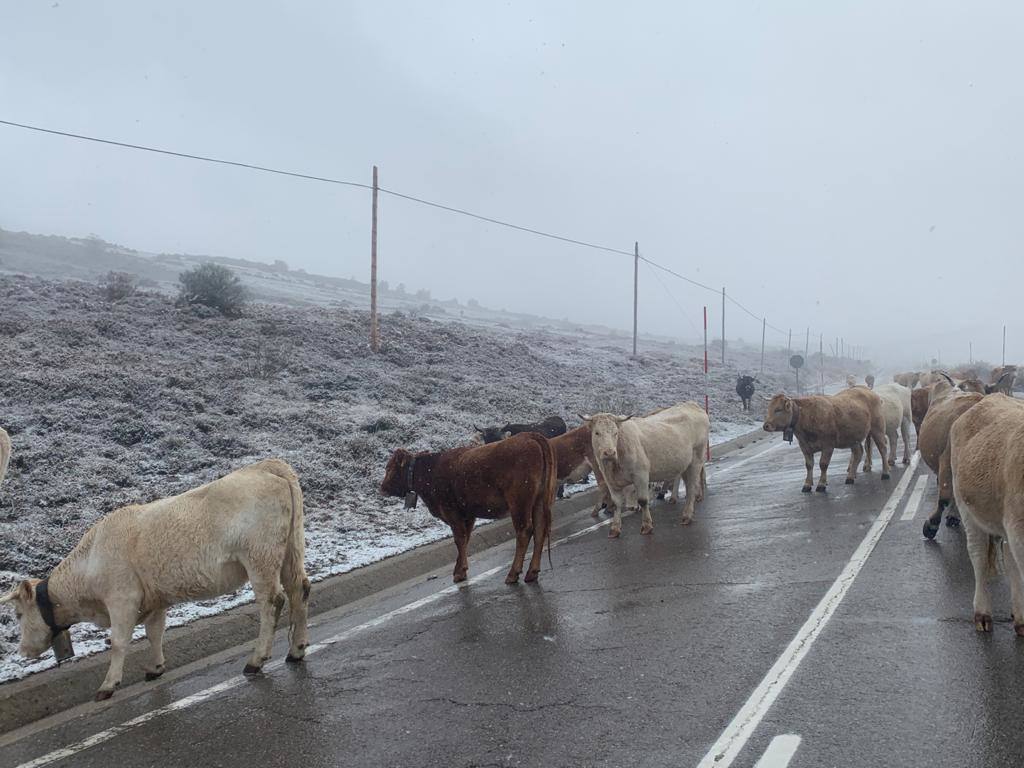 Ganado pasando por la carretera de acceso a Brañavieja.