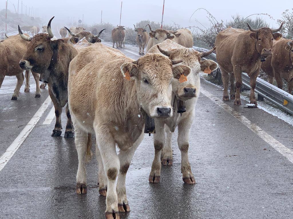 Ganado pasando por la carretera de Brañavieja.