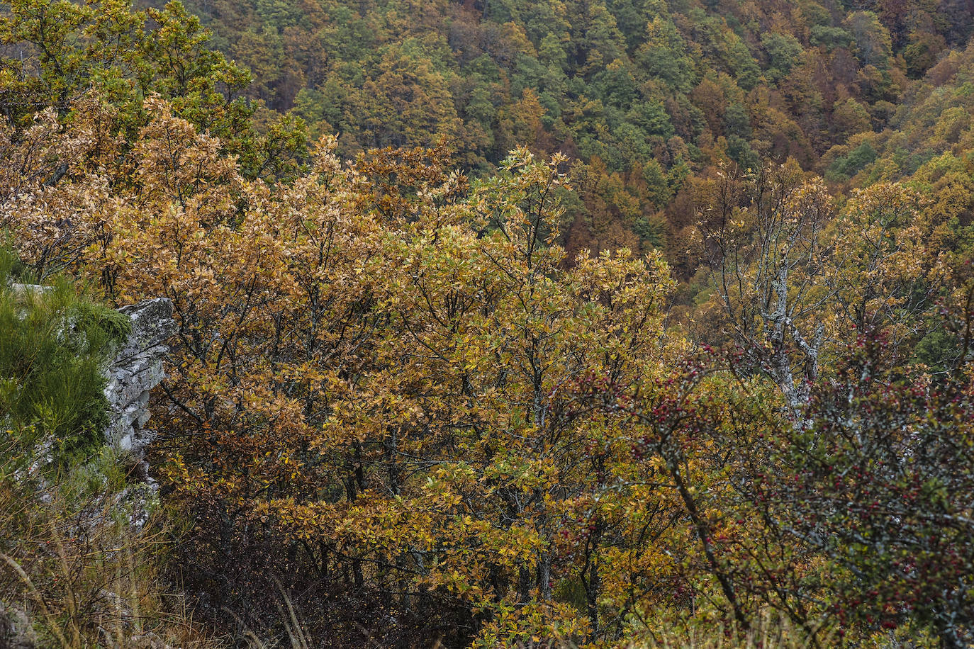 Fotos: Los colores de Campoo en otoño