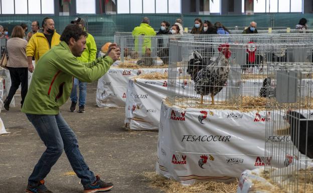 Un hombre fotografía un gallo en la VIII Exposición Avícola. .