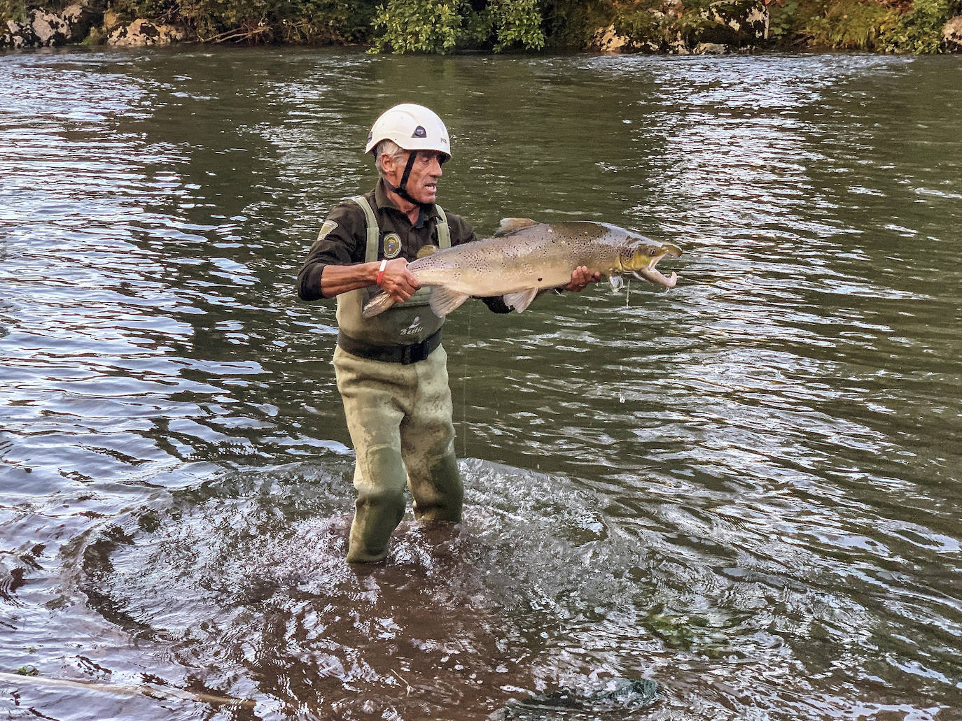 Fotos: Los salmones remontan el Pas