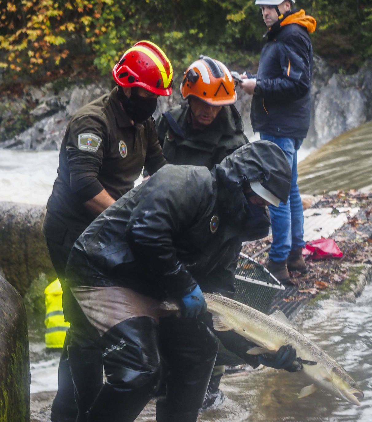 Fotos: Los salmones remontan el Pas