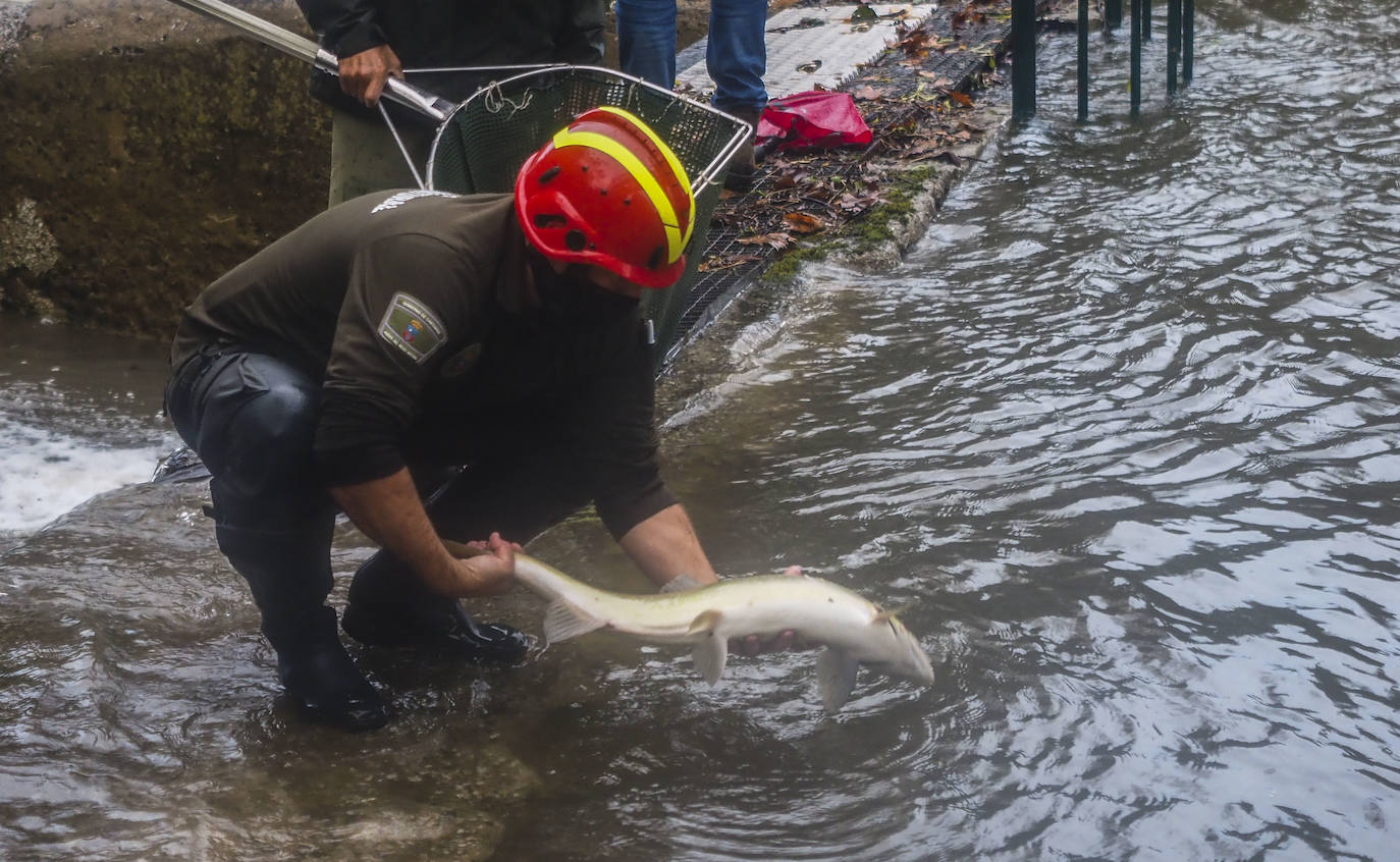 Fotos: Los salmones remontan el Pas