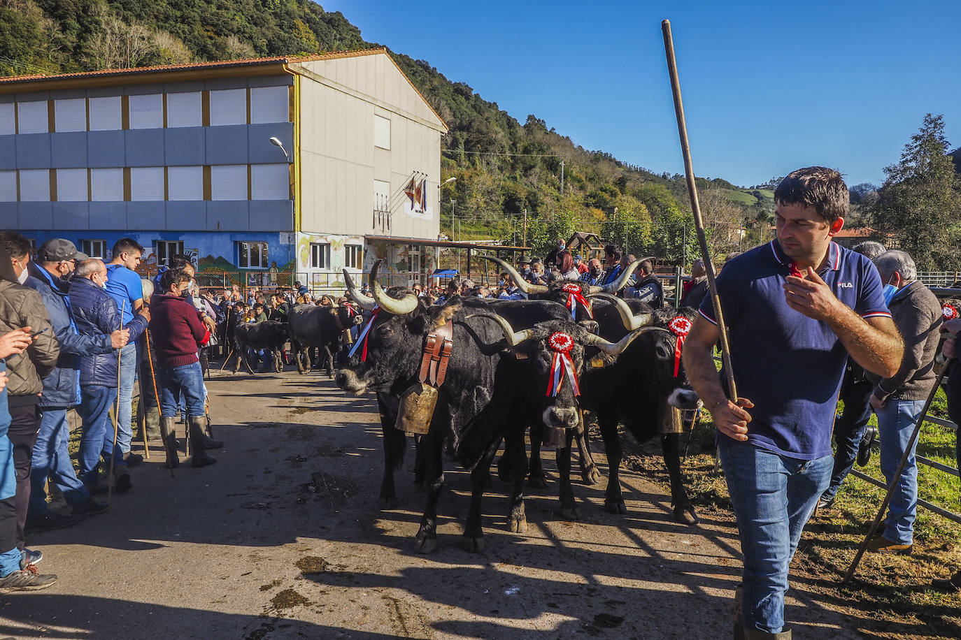 Fotos: Las vacas regresan a Treceño por San Martín