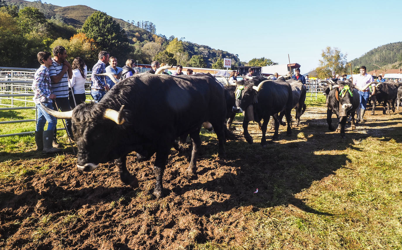 Fotos: Las vacas regresan a Treceño por San Martín