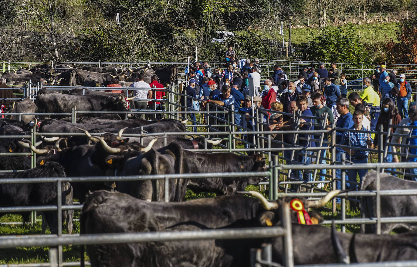 Fotos: Las vacas regresan a Treceño por San Martín