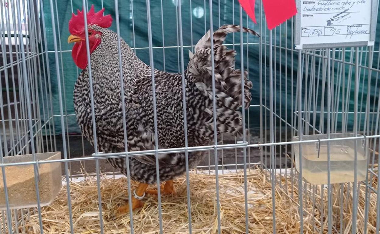 La gallina pedresa atlántica la pasada semana durante la octava feria de Torrelavega. 