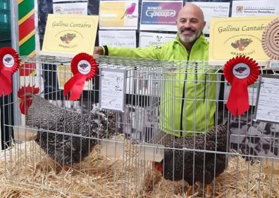 Imagen secundaria 1 - Duelo de gallinas pedresas